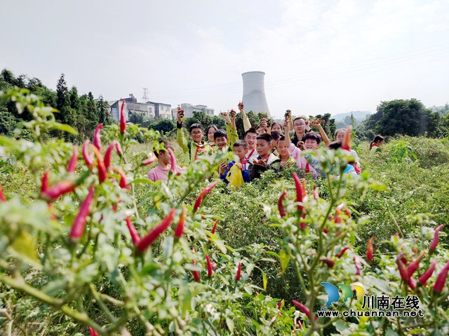 敘永縣龍鳳鎮(zhèn)中心小學(xué)校：暢享辣椒采摘之樂