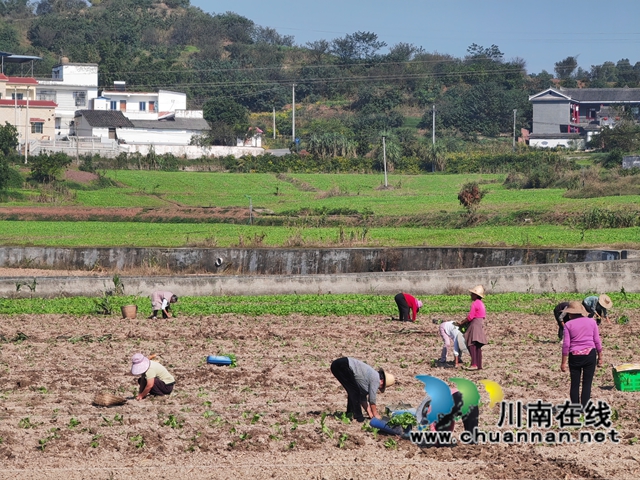 移栽油菜（曾佐然攝） (2).jpg