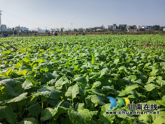 長(zhǎng)勢(shì)良好的油菜（曾佐然攝）.jpg