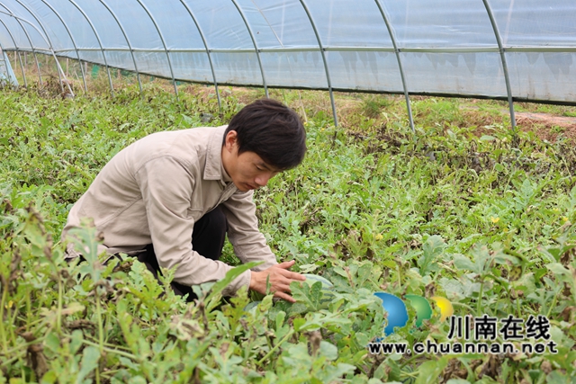 顏杰在瓜田里穿梭忙碌，嫻熟地采摘、打包秋西瓜。.JPG