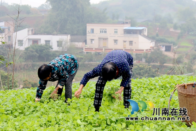 龍馬潭：油菜種植助力“一地多收”，秋閑田變增收地