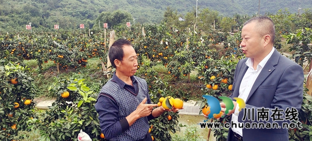 納溪：黨建引領 低產林變“紅橙產業(yè)園”