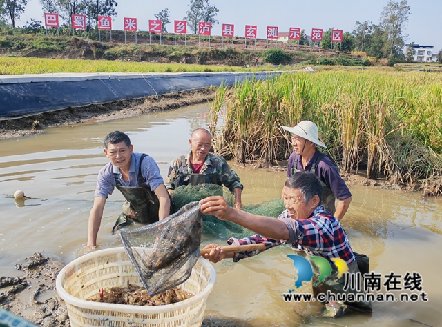 瀘縣：鄉(xiāng)賢高大倫發(fā)展稻蝦產(chǎn)業(yè)肋農(nóng)增收