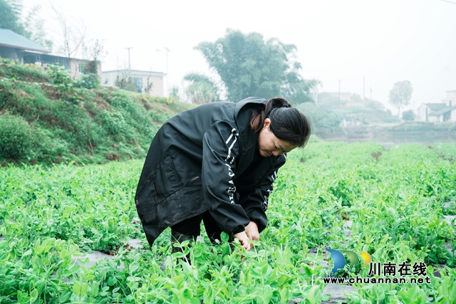 瀘縣玉蟾街道：豌豆尖搶“鮮”上市