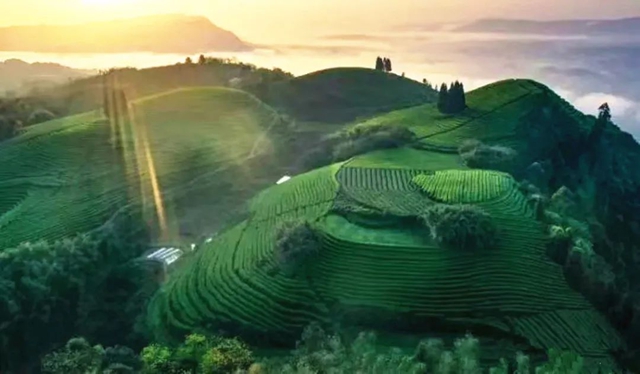 納溪上榜四川省三茶統(tǒng)籌發(fā)展先進(jìn)縣（區(qū)）公示名單