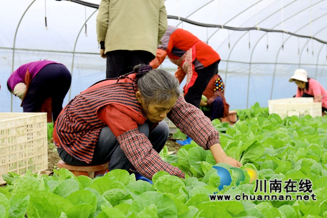 2在龍馬潭區(qū)特興街道安民村向隆家庭農(nóng)場的蔬菜大棚內(nèi)，村民們采摘小白菜。-謝汶萍攝.JPG