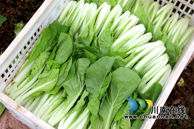 3采摘下的小白菜.JPG