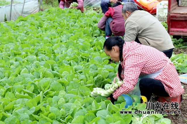 4.在龍馬潭區(qū)特興街道安民村向隆家庭農(nóng)場的蔬菜大棚內(nèi)，村民們采摘小白菜。1-謝汶萍攝.JPG