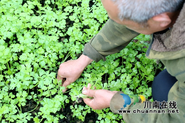 6.村民們摘下芹菜苗，為移栽芹菜做準(zhǔn)備-謝汶萍攝.JPG