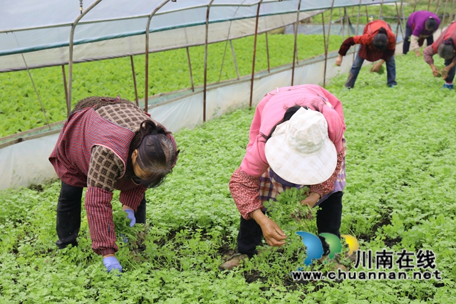 5.村民們摘下芹菜苗，為移栽芹菜做準(zhǔn)備-謝汶萍攝.JPG