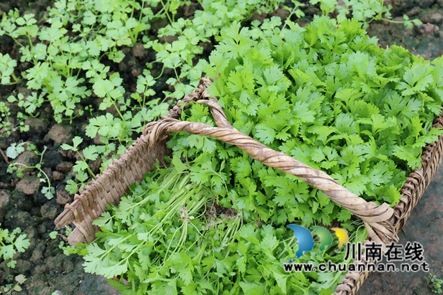 9.準(zhǔn)備移栽的芹菜苗。.JPG