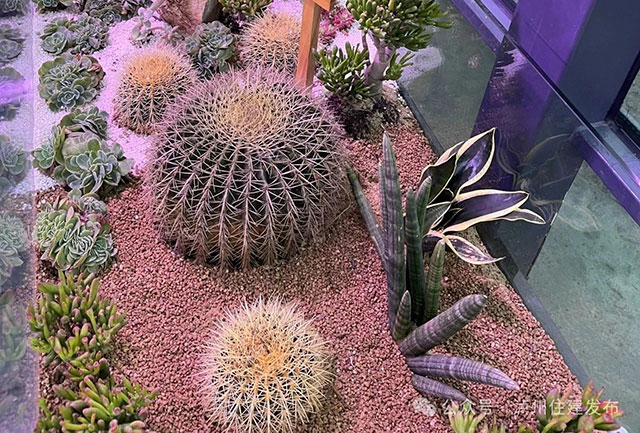 瀘州沙生植物展覽館建好了，即將免費(fèi)開放