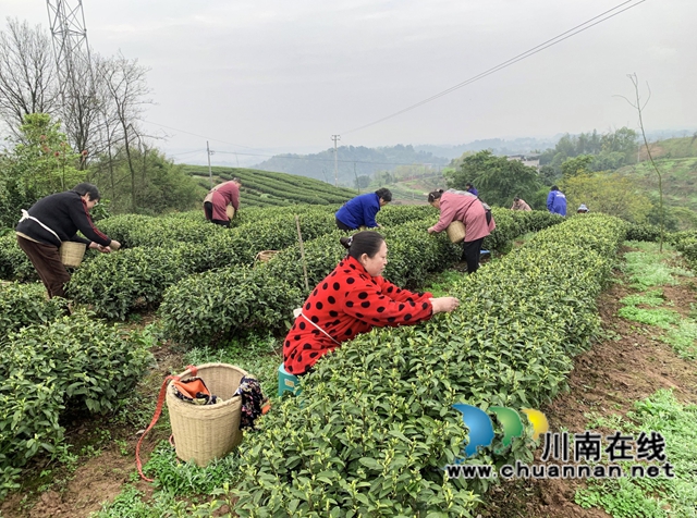 圖1：茶產(chǎn)業(yè)興起讓村民家門口就業(yè).jpg