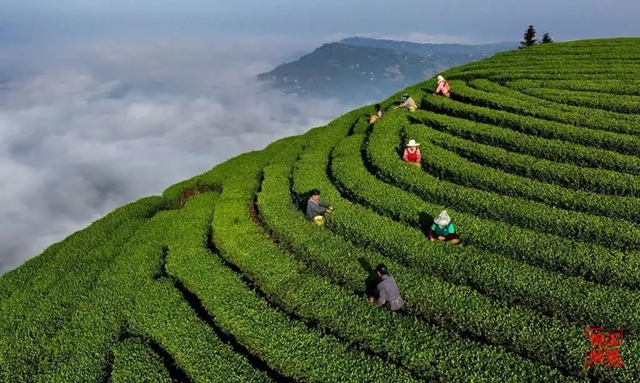 “納溪特早茶”登上四川衛(wèi)視黃金時(shí)段！DeepSeek你是懂納溪的！