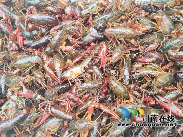 準備上市的商品小龍蝦（曾佐然攝）.jpg