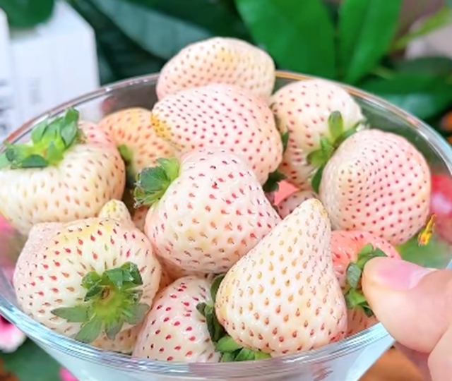 【謠言】草莓：最臟的水果！我甚至想勸你多吃……
