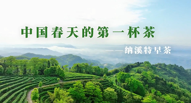 中國春天的第一杯茶——納溪特早茶