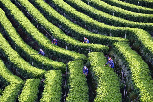 春茶界的“搶跑者”丨納溪特早茶憑啥“早”占先機(jī)？