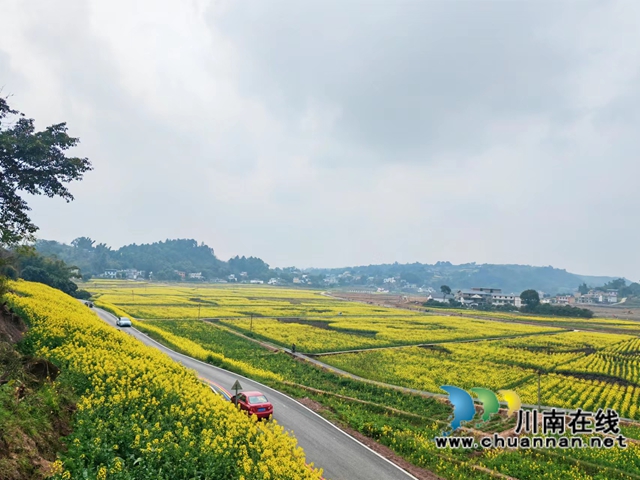 汽車開進油菜花海（曾佐然攝）.jpg