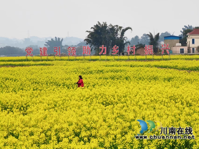 海潮油菜花海（曾佐然攝）.jpg