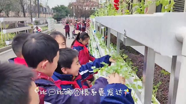 一校一景 | 瀘州這所學(xué)校的無土栽培勞動實(shí)踐基地來啦