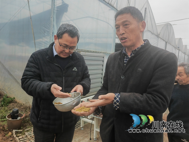 察看稻種破口情況（曾佐然攝）.jpg