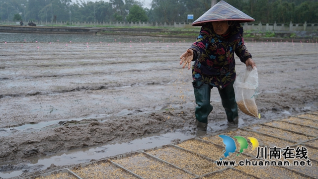 驚蟄春雨至 瀘縣水稻種子芯片播種忙