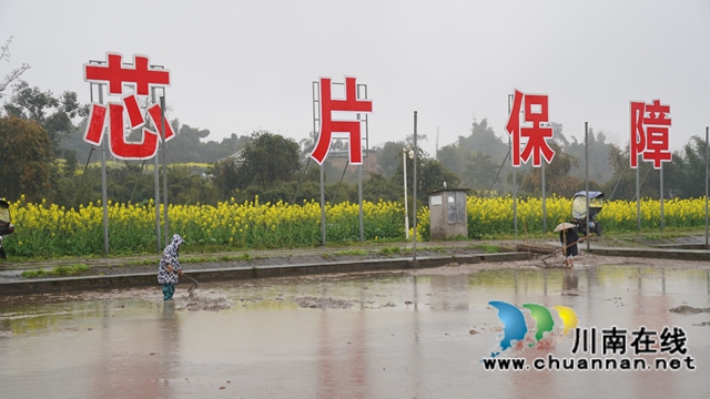 種子蕊片牌（曾佐然攝）.JPG