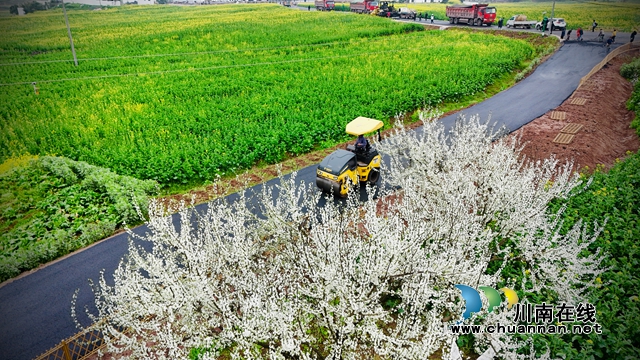 花海里鋪路（張龍攝）.jpg
