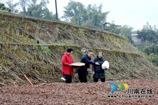 在瀘州市龍馬潭區(qū)胡市鎮(zhèn)來寺村的集中育苗點，農(nóng)技人員正在指導(dǎo)農(nóng)戶們播種高粱。-謝汶萍攝.jpg