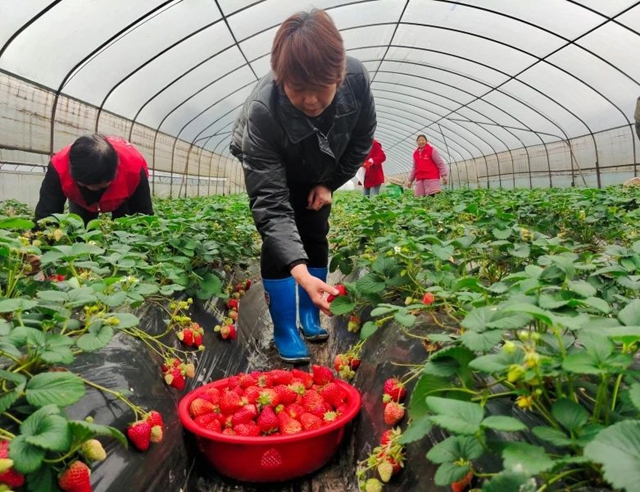 草莓飄香引客來，納溪區(qū)“甜蜜產(chǎn)業(yè)”助力鄉(xiāng)村振興