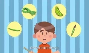 四季豆不能這樣吃，小心中毒！