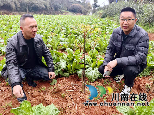 圖3：游飛（左）查看套種的中藥材.jpg