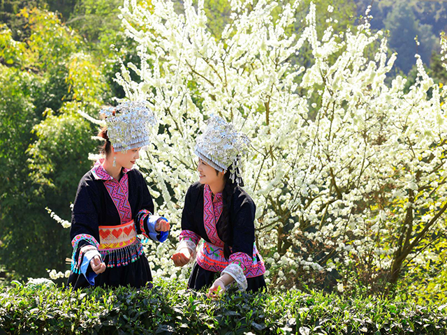 “藺”好春光｜古藺苗鄉(xiāng)茶山間的采茶倩影