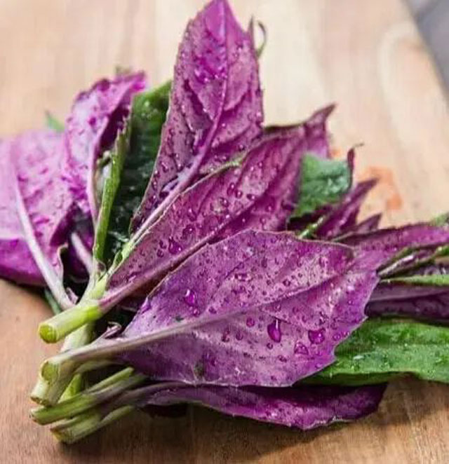 【提醒】“血皮菜”中毒？血皮菜：我負責的是清熱解毒啊……