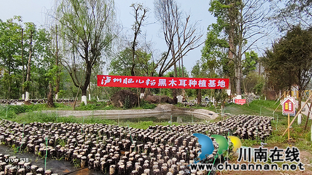 以"黑木耳采摘"鏈接消費(fèi)者┃瀘州肥兒粉舉辦非遺文化體驗(yàn)活動(dòng)