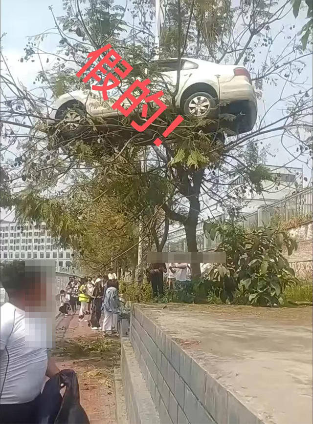 宜賓一駕校為拍視頻吸引流量，吊車上樹制作虛假信息！相關(guān)部門：約談并要求刪除視頻