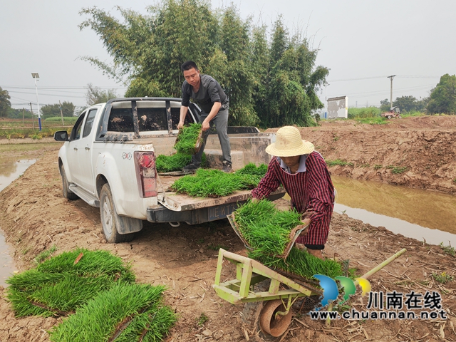 轉(zhuǎn)送秧苗（曾佐然攝).jpg
