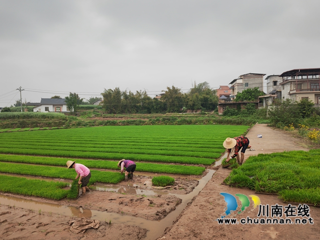 轉(zhuǎn)移秧苗（曾佐然攝）.jpg