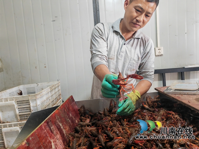 分撿小龍蝦（曾佐然攝）.jpg