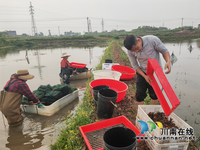 分撿小龍蝦2（曾佐然攝）.jpg