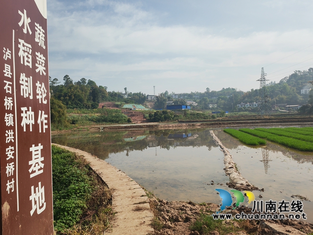 紅安橋村水稻制種、蔬菜輪作基地（曾佐然攝）.jpg