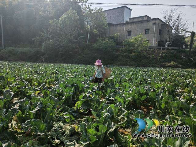 蔬菜基地（曾佐然攝）.jpg