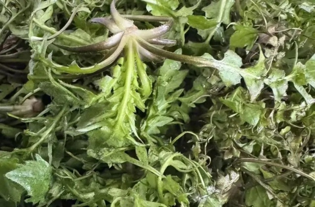 野菜的“五吃五不吃”，很多人不知道！