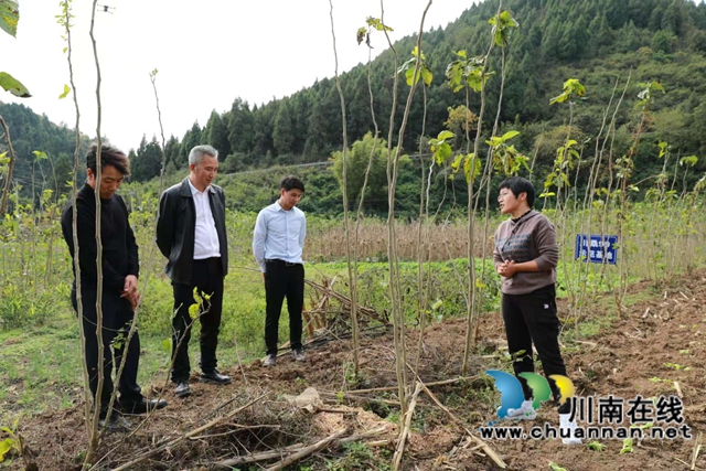 古藺人闖天下：編織桑蠶致富路，繪就鄉(xiāng)村振興新畫卷