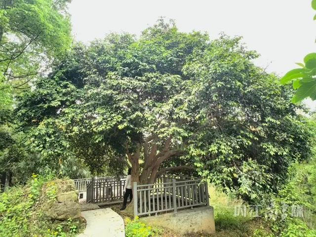 古樹(shù)2.jpg