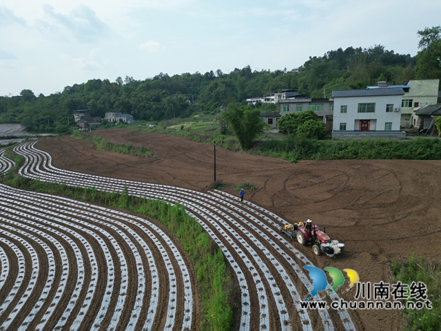 機(jī)播高粱現(xiàn)場（李桂漣攝）.jpg