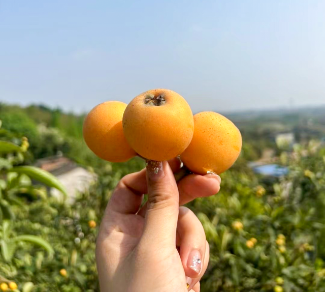 周末來瀘州“枇杷行”，5條旅游路線已備好！