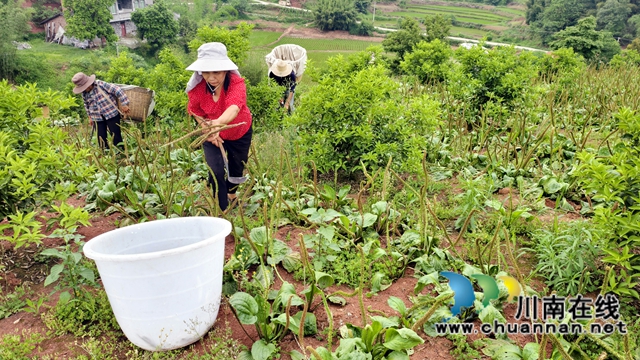 圖1：村民在套種的枳殼地頭收割車前草.jpg