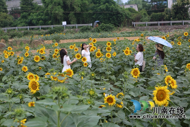 向日葵花海，游人如織（曾佐然攝）.JPG